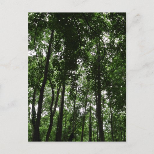 Waldkrone 02 postkarte (Vorderseite)