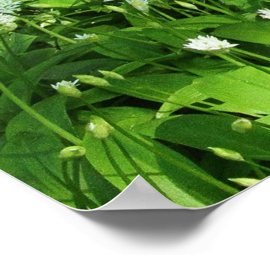 Waldland-Blume Poster (Ecke)