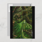Waldland grün - Postkarte (Vorne/Hinten)