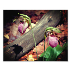 Waldland Pink Wilde Lady Slipper Orchideen Blume 8 Fotodruck