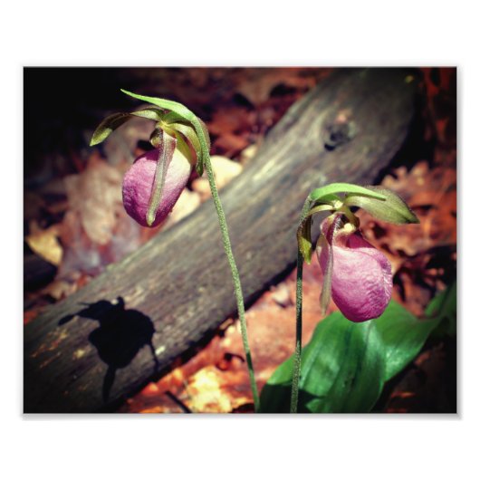 Waldland Pink Wilde Lady Slipper Orchideen Blume 8 Fotodruck (Vorne)