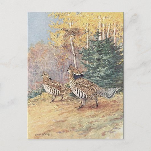Waldland Ruffe Grouse Postkarte (Vorderseite)