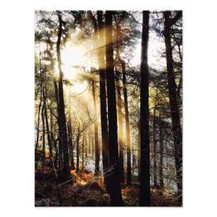 Waldland-Sonnenaufgangslandschaft, Plakat Fotodruck