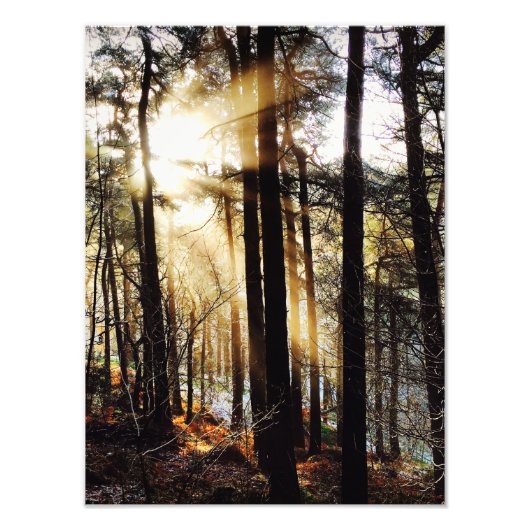 Waldland-Sonnenaufgangslandschaft, Plakat Fotodruck (Vorne)