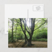 Waldland Sunshine Postcard Postkarte (Vorne/Hinten)
