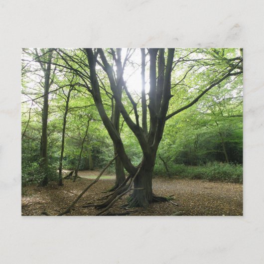 Waldland Sunshine Postcard Postkarte (Vorderseite)