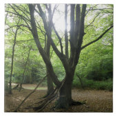 Waldland Sunshine Tile Fliese (Vorderseite)