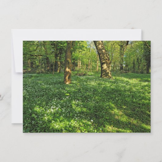 Waldlandschaft. Blackweir Woods, Cardiff Karte (Vorderseite)