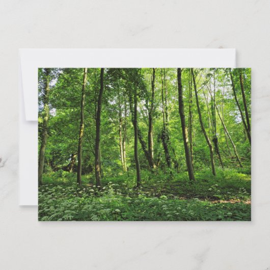 Waldlandschaft. Blackweir Woods, Cardiff Karte (Vorderseite)