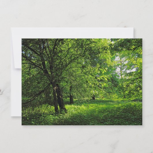 Waldlandschaft. Blackweir Woods, Cardiff Karte (Vorderseite)