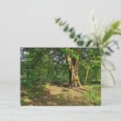 Waldlandschaft. Blackweir Woods, Cardiff Karte (Stehend Vorderseite)