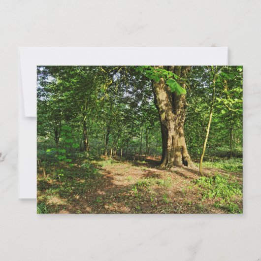 Waldlandschaft. Blackweir Woods, Cardiff Karte (Vorderseite)