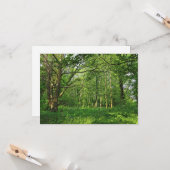 Waldlandschaft. Blackweir Woods, Cardiff Karte (Vorderseite/Rückseite Beispiel)