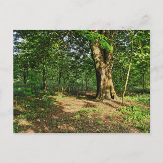 Waldlandschaft. Blackweir Woods, Cardiff Postcard Postkarte