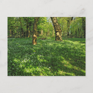 Waldlandschaft. Blackweir Woods, Cardiff Postcard Postkarte