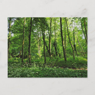 Waldlandschaft. Blackweir Woods, Cardiff Postcard Postkarte