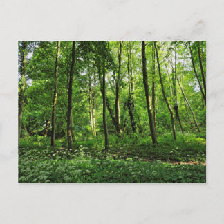 Waldlandschaft. Blackweir Woods, Cardiff Postcard Postkarte