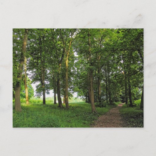 Waldlandschaft. Blackweir Woods, Cardiff Postcard Postkarte (Vorderseite)