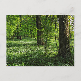 Waldlandschaft. Blackweir Woods, Cardiff Postcard Postkarte