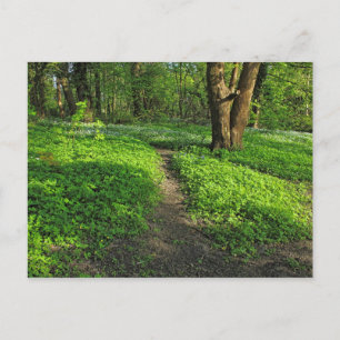 Waldlandschaft. Blackweir Woods, Cardiff Postcard Postkarte