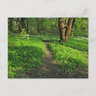 Waldlandschaft. Blackweir Woods, Cardiff Postcard Postkarte