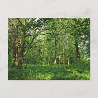 Waldlandschaft. Blackweir Woods, Cardiff Postcard Postkarte