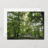 Waldlandschaft. Blackweir Woods, Cardiff Postcard Postkarte (Vorne/Hinten)