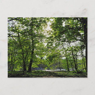Waldlandschaft. Blackweir Woods, Cardiff Postcard Postkarte