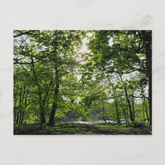 Waldlandschaft. Blackweir Woods, Cardiff Postcard Postkarte (Vorderseite)