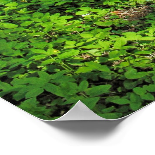 Waldlandschaft. Blackweir Woods, Cardiff Poster (Ecke)