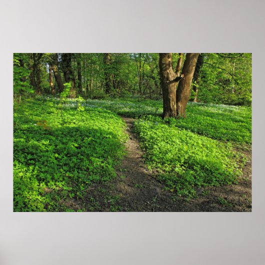 Waldlandschaft. Blackweir Woods, Cardiff Poster (Vorne)