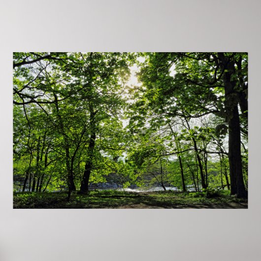 Waldlandschaft. Blackweir Woods, Cardiff Poster (Vorne)