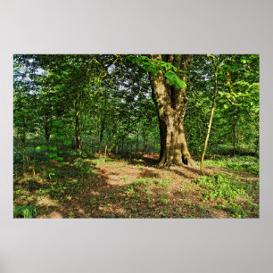Waldlandschaft. Blackweir Woods, Cardiff Poster