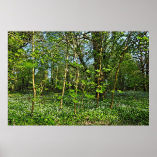 Waldlandschaft. Blackweir Woods, Cardiff Poster