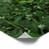 Waldlandschaft. Blackweir Woods, Cardiff Poster (Ecke)