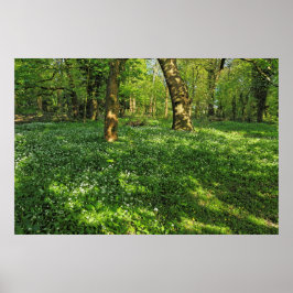 Waldlandschaft. Blackweir Woods, Cardiff Poster