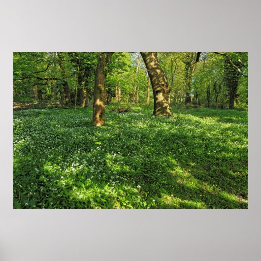 Waldlandschaft. Blackweir Woods, Cardiff Poster (Vorne)