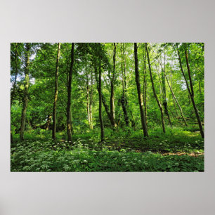 Waldlandschaft. Blackweir Woods, Cardiff Poster