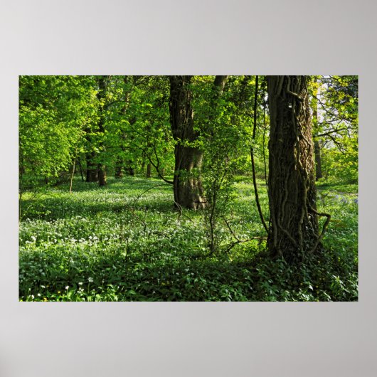 Waldlandschaft. Blackweir Woods, Cardiff Poster (Vorne)