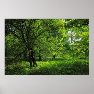 Waldlandschaft. Blackweir Woods, Cardiff Poster