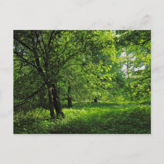 Waldlandschaft. Blackweir Woods, Cardiff Postkarte