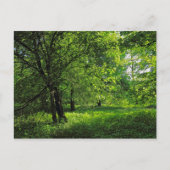 Waldlandschaft. Blackweir Woods, Cardiff Postkarte (Vorderseite)