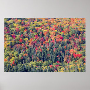 Waldlandschaft im Herbst Poster