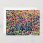 Waldlandschaft im Herbst Postkarte (Vorne/Hinten)