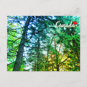 Waldlandschaft Mischung aus Bäumen Kanada Postkarte
