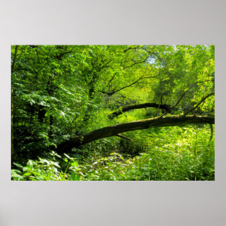 Waldlandschaft Poster