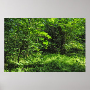 Waldlandschaft Poster