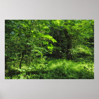 Waldlandschaft Poster