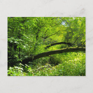 Waldlandschaft Postkarte