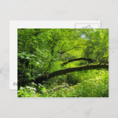 Waldlandschaft Postkarte (Vorne/Hinten)